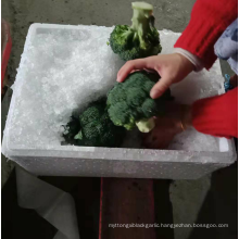 Chinese quality broccoli supply / fresh vegetable export